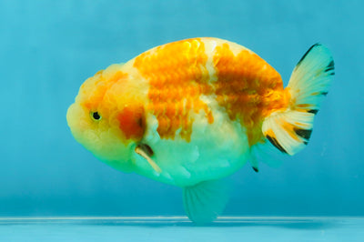 SUPER WEN A Grade Sakura LionKing 5 inches #041125LC_16