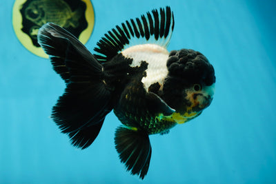ONE OF A KIND AAA Grade Onyx Panda Oranda Male 5 inches #041825OR_11