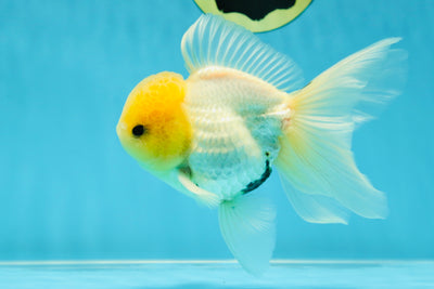 CHONKY A Grade White Button Eyes Oranda Male 5-5.5 inches #041825OR_13