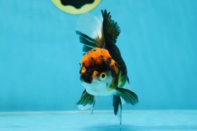 Fluffy Tail A Grade Tricolor Oranda Male 4.5-5 inches #041825OR_16
