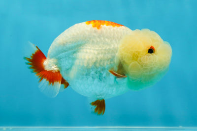 UNIQUE WEN AAA Grade Red Duckie White Red LionQueen 4-4.5 inches #041825LC_04