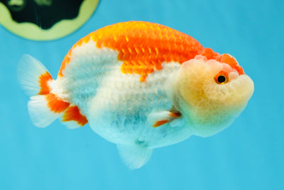 CHEEKY AAA Grade Super Cute Red White LionKing 4.5 inches #041825LC_05