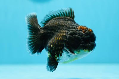 AAA Kirin Yuanbao Mâle 4 pouces #0714YB_32