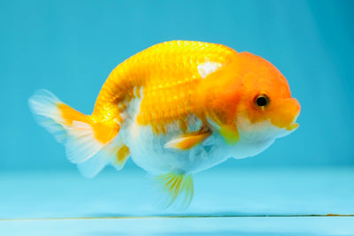 Lionchu Female 4 inches #0629LC_28