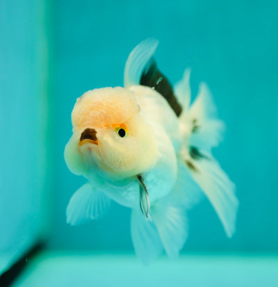 Bouledogue tricolore de catégorie A Oranda mâle 4 pouces #0428OR_20