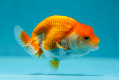 Lionchu Female 3.5 inches #0616LC_26