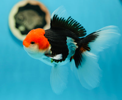 AAA Grade Red Head Tricolor Oranda Male 5 inches #0707OR_17