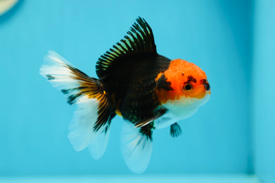 AAA Grade Red Head Tricolor Oranda Male 4-4.5 inches #0623OR_12