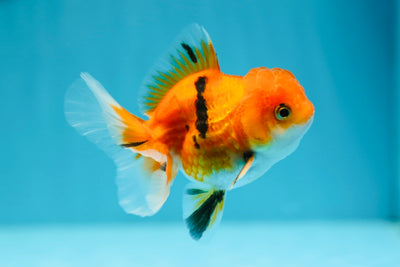A Grade Bright Tiger Oranda Male 3.5 inches #0629OR_19
