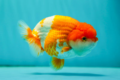 AAA Grade LionKing 4.5 inches Male #0512LC_31