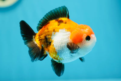 AAA Grade Tricolor Yuanbao Male 3.5-4 inches #0629YB_23