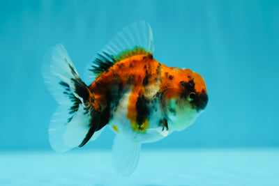 Calico Oranda Female 3.5 inches #0602OR_39