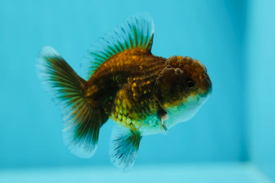 Calico Kirin Oranda Male 3-3.5 inches #0602OR_30