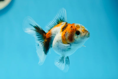 Calico Oranda Femelle 3,5 pouces #0728OR_26