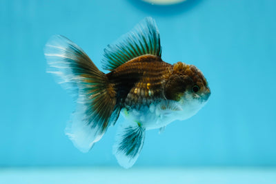 Kirin Oranda Femelle 3,5 pouces #0728OR_25