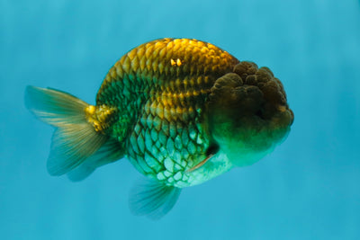 A Grade Rare LionKing Male 3.5-4 inches #0707LC_11