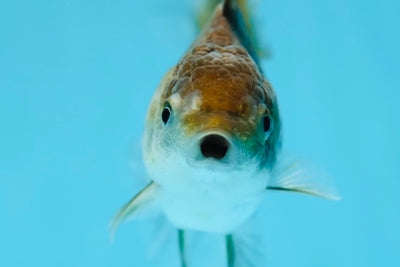 Kirin Oranda Femelle 3,5-4 pouces #0728OR_29