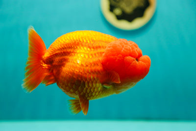 León reina gigante de grado SHOW de 5,5 a 6 pulgadas, n.° 0428LC_01