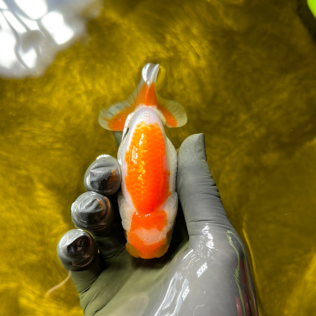 Lionchu Male 3.-3.5 inches #0609LC_24