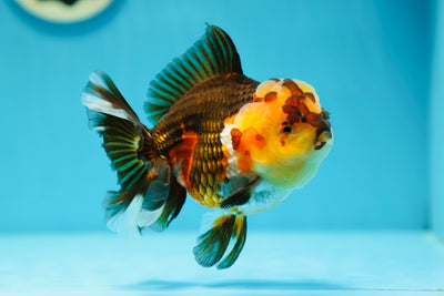 AAA Grade Tricolor Oranda Male 4.5-5 inches #0609OR_03