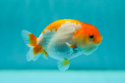 Lionchu Female 3.5 inches #0512LC_11