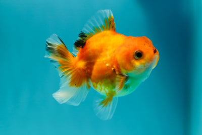 Sakura Oranda Mâle 3 pouces #0526OR_07