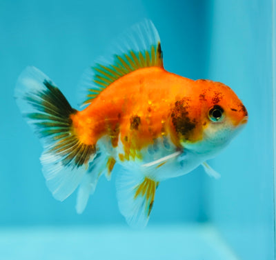 Sakura Oranda Male 3-3.5 inches #0602OR_27