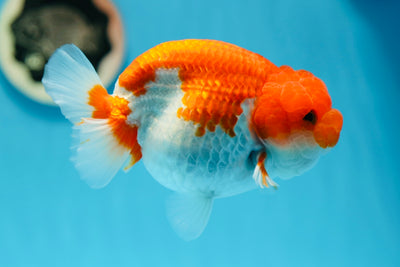 AAA Grade Red White LionQueen 5-5.5 inches #0728LC_02