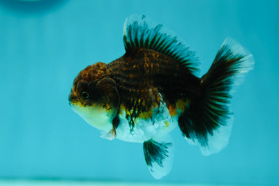 Femelle Calico Tiger Oranda 4 pouces #0526OR_09
