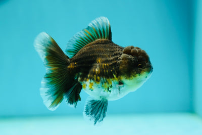 Calico Kirin Oranda Female 3.5 inches #0526OR_11