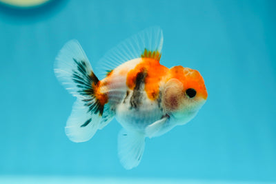 Calico Oranda Male 3-3.5 inches #0602OR_47