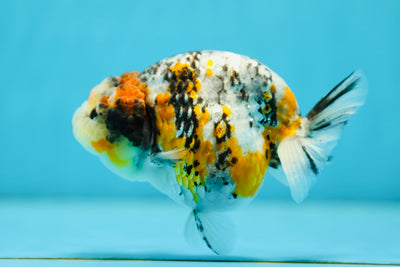 AAA Grade Granite Calico LionQueen 4-4.5 inches #0721LC_19