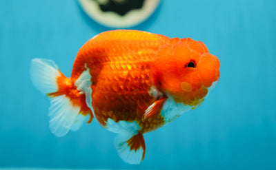 AAA Grade Chunky Tomato Red White LionQueen 5 inches #0714LC_16