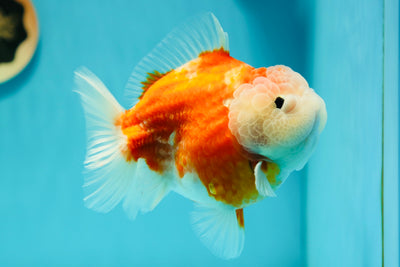 Femelle Sakura Yuanbao de catégorie A 5 pouces #0526YB_04