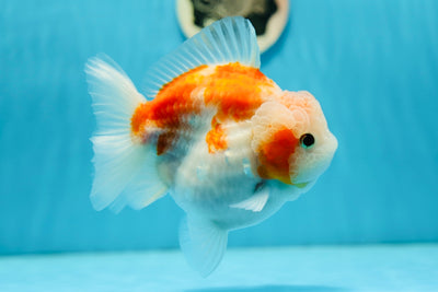 AAA Grade Super Chunky Sakura Yuanbao Female 5-5.5 inches #0721YB_03