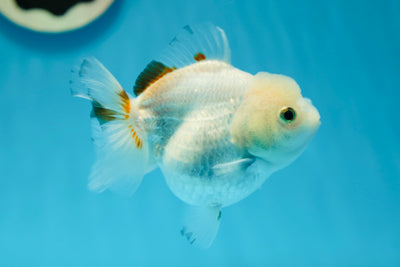 Femelle Yuanbao Blanche Neige de catégorie A 4 pouces #0728YB_11