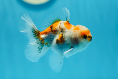 Calico Oranda Mâle 3,5 pouces #0721OR_31