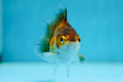 Tigre Oranda mâle 3-3,5 pouces #0728OR_23