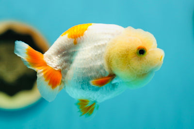 Special Young Lemonhead Lionchu Female 3.5-4 inches #0519LC_06