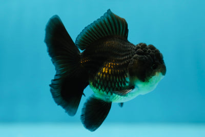 Black Gold Oranda Male 3-3.5 inches #0707OR_24