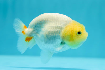 A Grade Lemonhead LionQueen 4 inches #0616_13