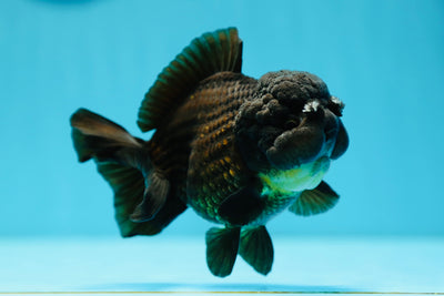 AAA Grade Black Pompom Yuanbao Male 4-4.5 inches #0707YB_05