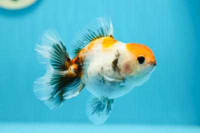 A Grade Calico Granite Oranda Male 4 inches #0629OR_21