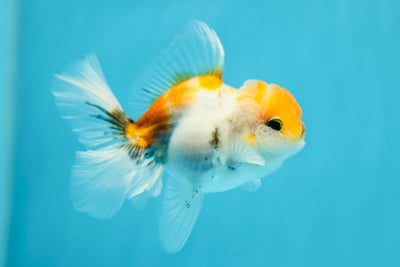 Calico Oranda Male 3.5 inches #0629OR_18