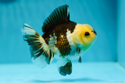 Panda oranda macho de cabeza de limón de grado AAA de 4,5 pulgadas n.º 0616YB_18