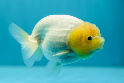 AAA Grade Super Lemonhead LionKing 4-4.5 inches #0714LC_10