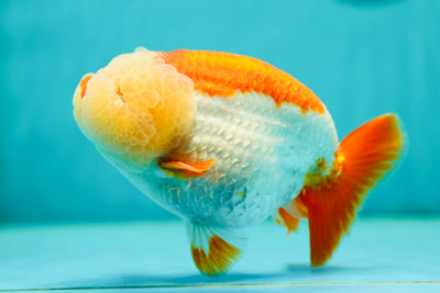 Cabeza de limón gigante de grado AAA, león rojo y blanco, de 5,5 a 6 pulgadas, n.º 0505LC_12