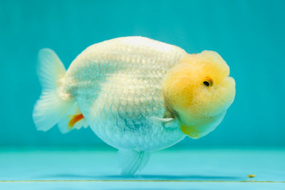 LionQueen blanco como la nieve de LemonHead de grado AAA de 4 a 4,5 pulgadas n.° 0505LC_19