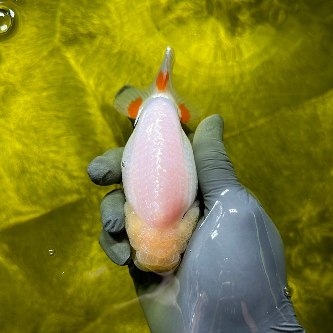 León hembra cabeza de limón de grado A de 4 pulgadas n.° 0609LC_11