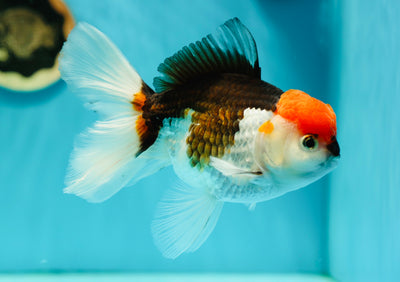 Oranda mâle tricolore à tête rouge géante de 6 pouces #0519OR_14